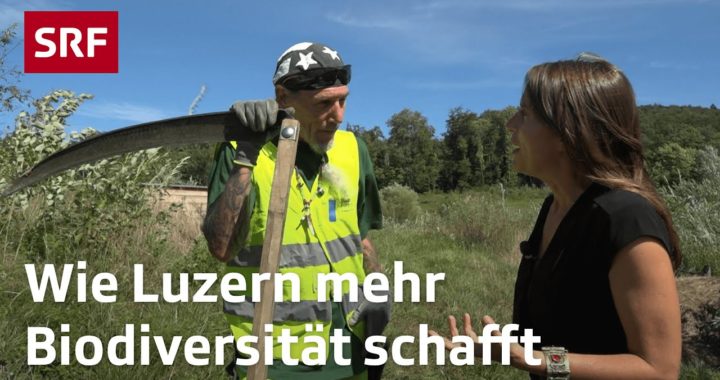 Wie Luzern mehr Biodiversität schafft | Umwelt-Reportage | Mission B - für mehr Biodiversität