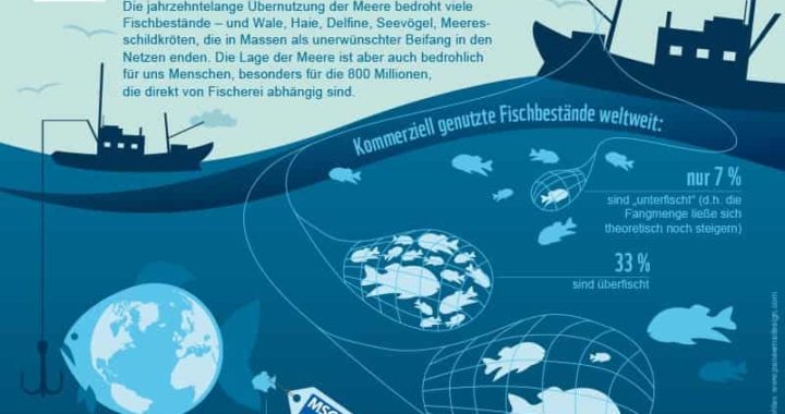 Überfischung der Weltmeere | Globale Themen erklärt | #SRFglobal