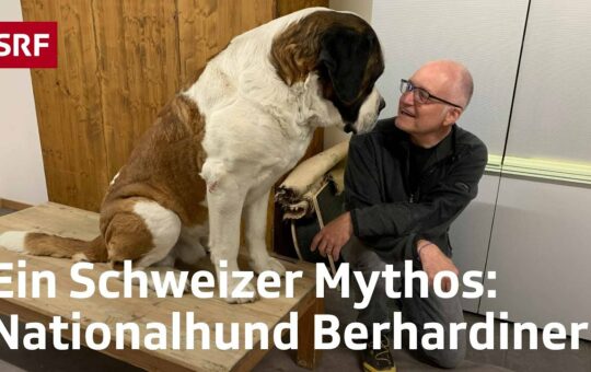 So ticken Bernhardiner | Outdoor-Reporter Marcel Hähni beim Schweizer Nationalhund in Martigny | SRF